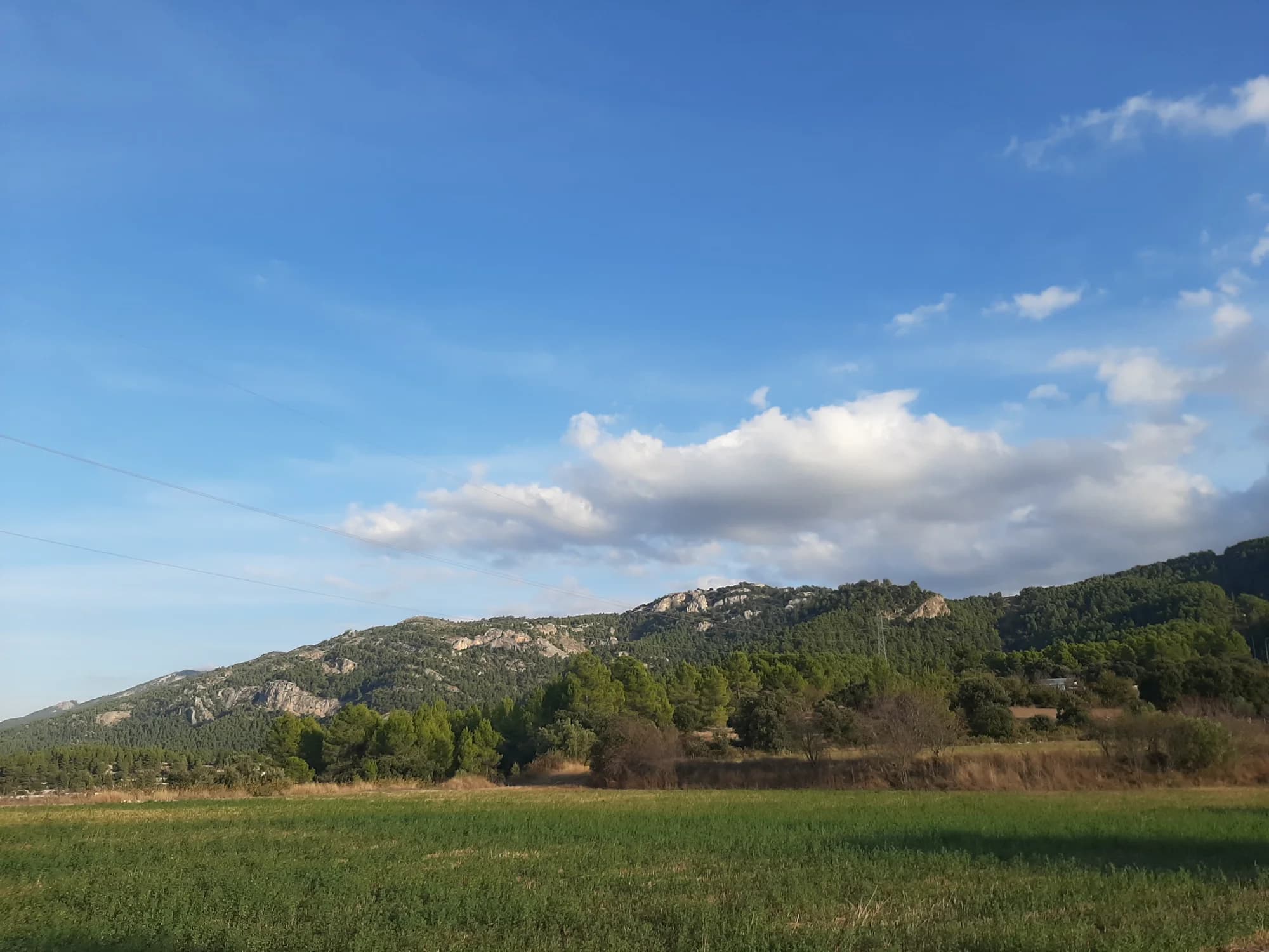 Alfafara